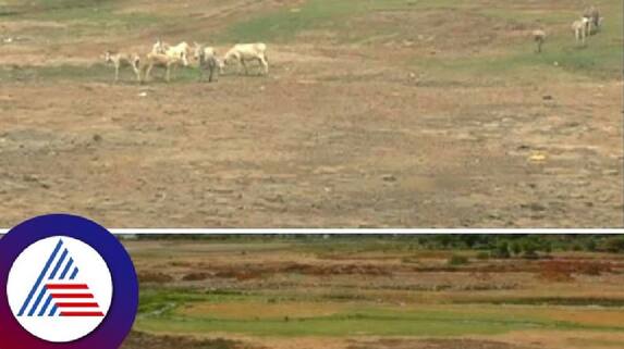 Lack of rain Krishna, Malaprabha & Ghataprabha rivers are empty at bagalkote rav Lack of rain Krishna, Malaprabha & Ghataprabha rivers are empty at bagalkote rav