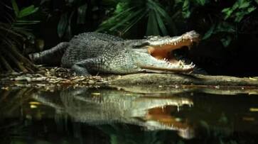 Crocodile spotted in a pool of stagnant water in Hanamkonda, rescued by forest staff ksp Crocodile spotted in a pool of stagnant water in Hanamkonda, rescued by forest staff ksp