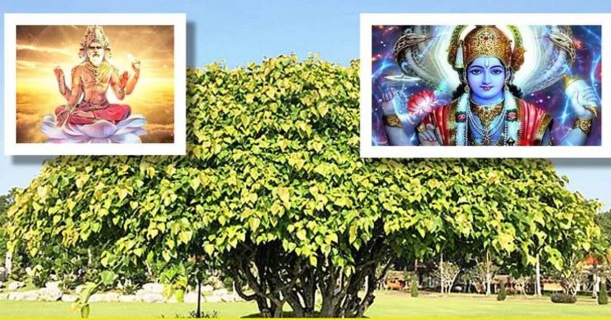 சனிக்கிழமை அன்று அசோக மரத்துக்கு விளக்கு ஏற்றி வழிப்பட்டால்.. மும்மூர்த்திகள் என்ன தருவார்கள் தெரியுமா? 