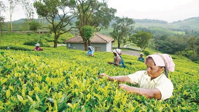 BJP state president Annamalai supports tea plantation farmers of the Nilgiri district
