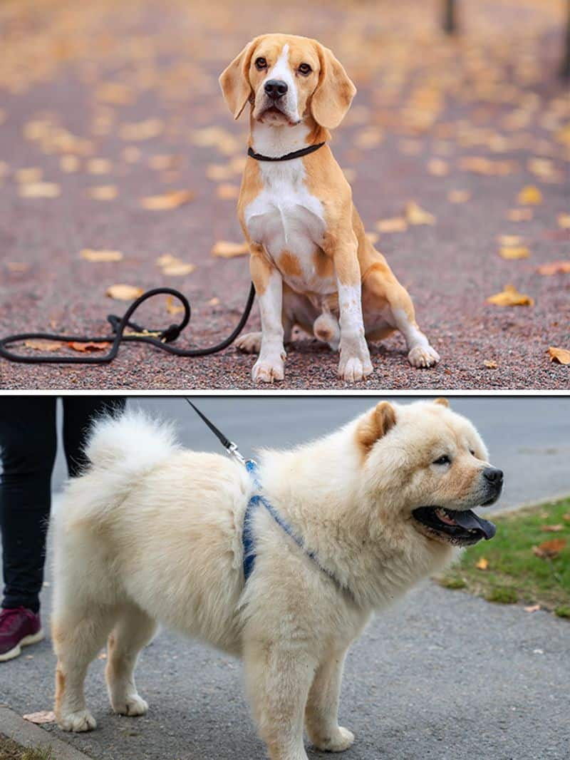 Chow chow store and beagle mix