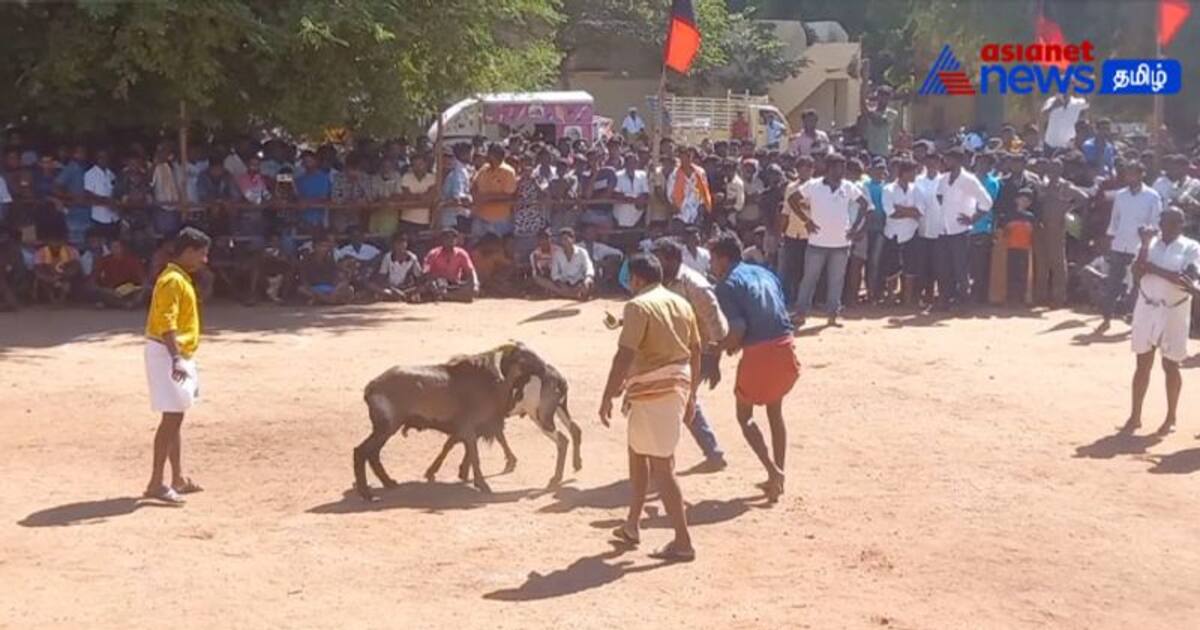 VIDEO : தேனியில் நடைபெற்ற கிடா முட்டு திருவிழா! - கலைஞர் நூற்றாண்டு விழாவையொட்டி கோலாகலம்!