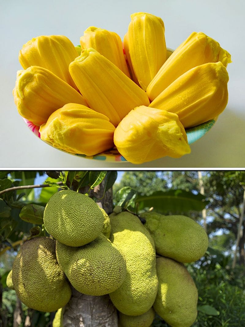 Love Jackfruit aka Kathal? Know how to cut THIS hasslefree