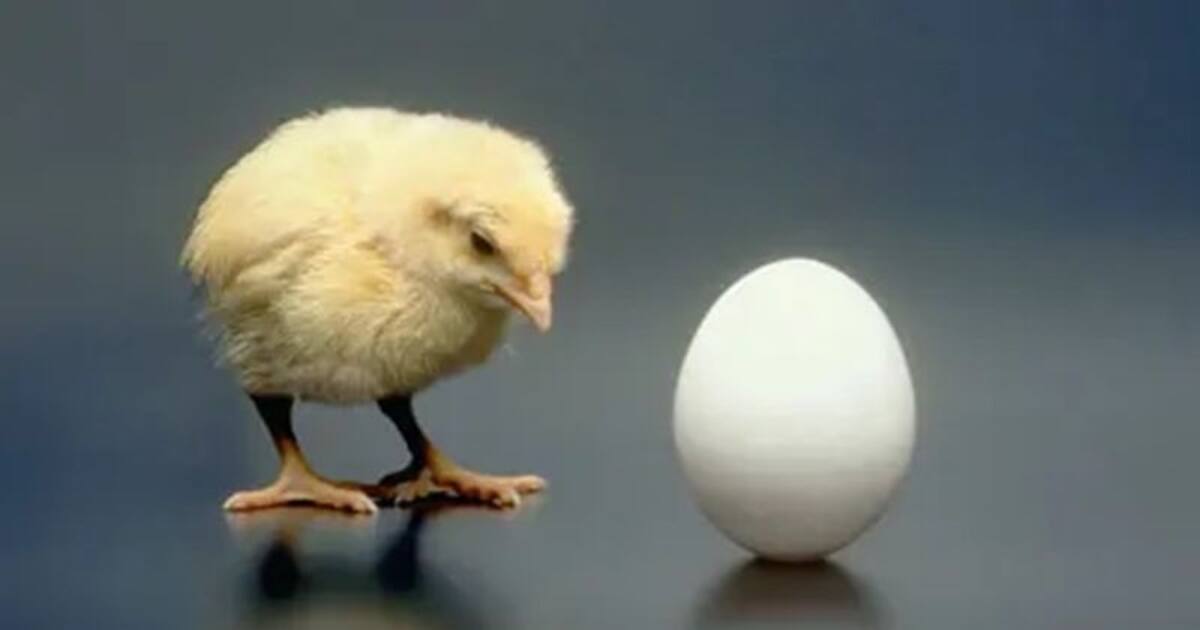 What came first chicken or egg கோழியில் இருந்து முட்டை வந்ததா
