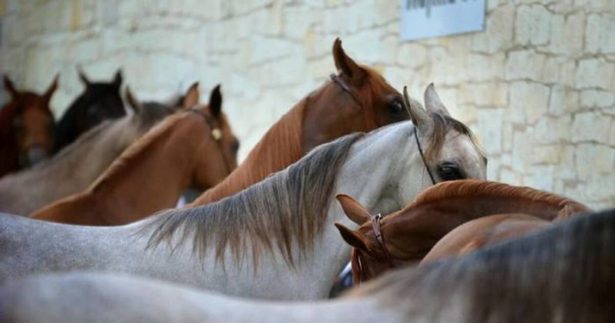 சென்னை மெரீனா கடற்கரை குதிரைகளுக்கு லைசென்ஸ்: தமிழ்நாடு கால்நடை நலவாரியம்