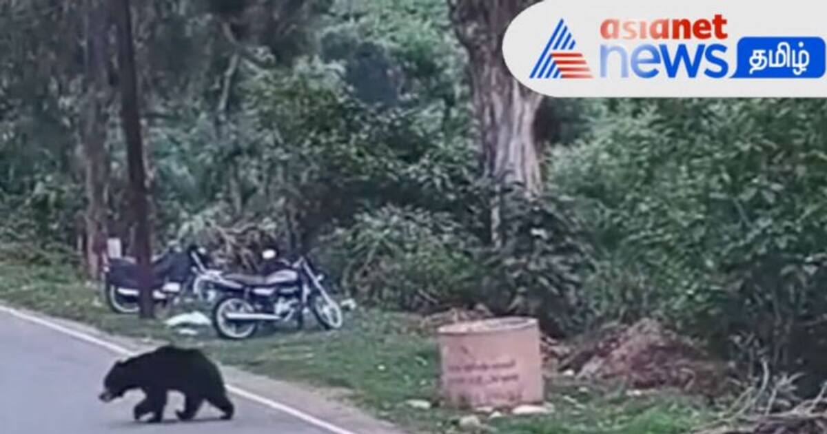 WATCH | குடியிருப்பு பகுதிகளில் உலா வரும் கரடி! குன்னூர் அருகே பொதுமக்கள் பீதி!