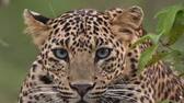Six days after a leopard caused a scare at Hyderabad airport captured 