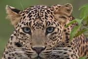 Six days after a leopard caused a scare at Hyderabad airport captured 