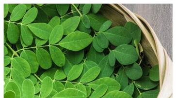 reasons why you should eat moringa leaves daily-rse- reasons why you should eat moringa leaves daily-rse-