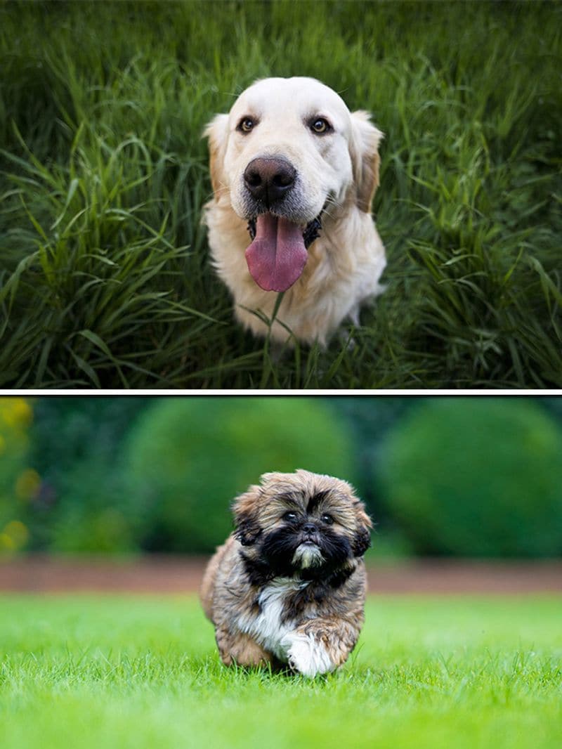 Golden Retriever to Shih Tzu7 cutest and friendly dog breeds