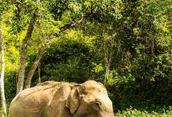 A Guide to India's Wildlife Sanctuaries: Get Up Close with Nature
