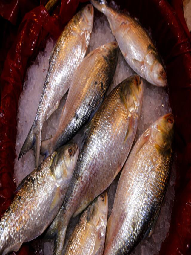 know-ilish-fish-price-per-kg-in-kolkata-delhi-bengaluru-mumbai-and-more