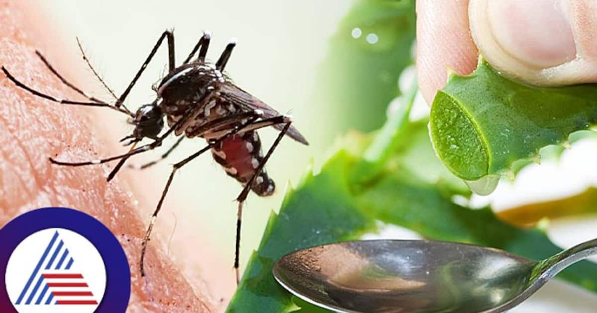 Home Remedies ಸೊಳ್ಳೆ ಕಡಿದು ಊತವಾಗಿದ್ರೆ ಇಲ್ಲಿದೆ ಮನೆ ಮದ್ದು