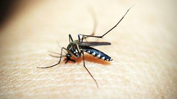 how to get rid of mosquitoes at home-rse- how to get rid of mosquitoes at home-rse-