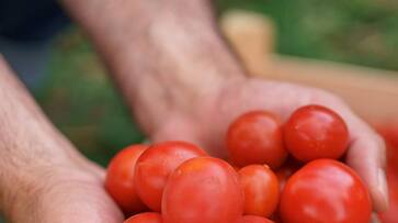 Sale of tomatoes in ration shops from tomorrow.. Good news from Tamil Nadu government.. Sale of tomatoes in ration shops from tomorrow.. Good news from Tamil Nadu government..