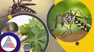 5 common myths around dengue 5 common myths around dengue