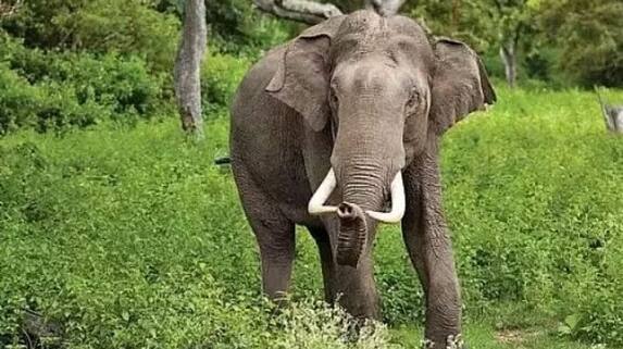  Two Die in  Elephant Attack in   Andhra Pradesh  Chittoor District lns