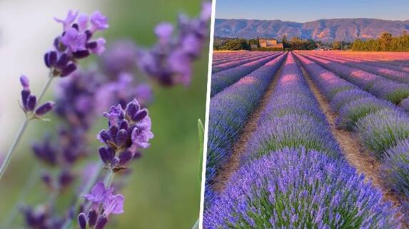 40+ Was Ist Lavender, Es gibt über 30 verschiedene arten von