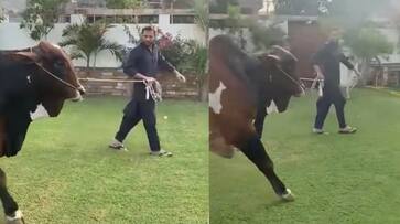 Shahid Afridi Buy Worth Rs 4 Crore Bull and distribute its meat to the poor of Bakra Eid Shahid Afridi Buy Worth Rs 4 Crore Bull and distribute its meat to the poor of Bakra Eid