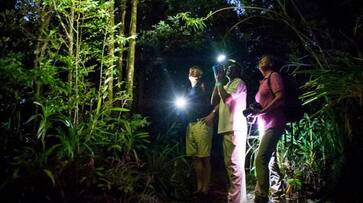 6 things to know before taking a night walk in Singapore's parks 6 things to know before taking a night walk in Singapore's parks