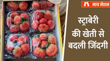 Success story of satyendra verma of barabanki uttar Pradesh earning in lakhs from strawberry farming zrua