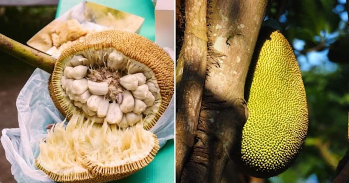 7 Delicious Ways to Eat Jackfruit From Tacos to Ice Cream, Discover