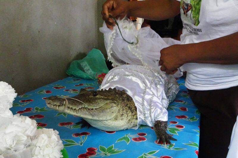 Mexican Mayor Gets Married To Crocodile To Bring Fortune To His People
