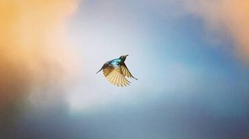 Not only humans, birds also 'divorce' now.. Interesting information revealed in the study Not only humans, birds also 'divorce' now.. Interesting information revealed in the study