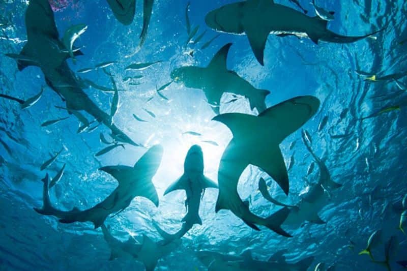 SHOCKING UK scientists claim humans 300 times 'deadlier' than sharks; here's why snt
