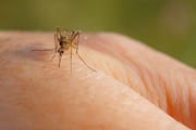 natural ways to keep mosquito away