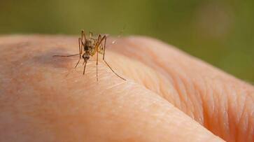 Skeeter Syndrome: A life-threatening mosquito bite allergy.. What are the symptoms? Who are at risk? Rya Skeeter Syndrome: A life-threatening mosquito bite allergy.. What are the symptoms? Who are at risk? Rya