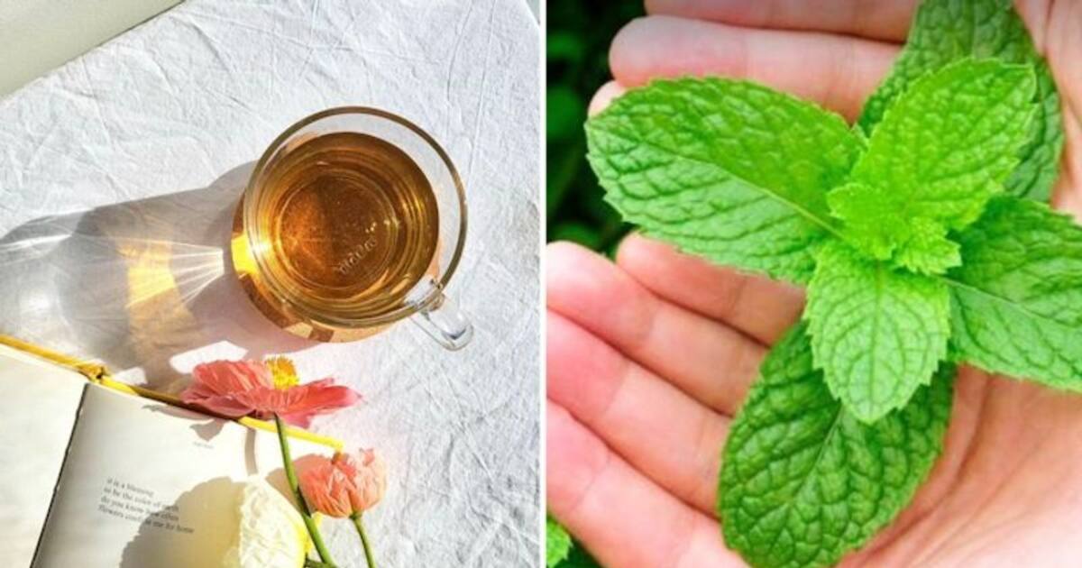 Digestive Aid to Stress Reduction 7 benefits of drinking Peppermint Tea