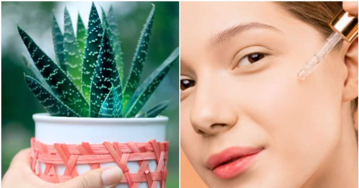 Unlocking the Power of Aloe Vera: 7 Versatile Ways to Use It for Skin 