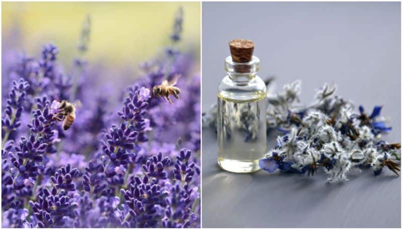 6 reasons you should get lavender plants for your home and garden