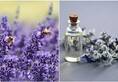 6 reasons you should get lavender plants for your home and garden iwh