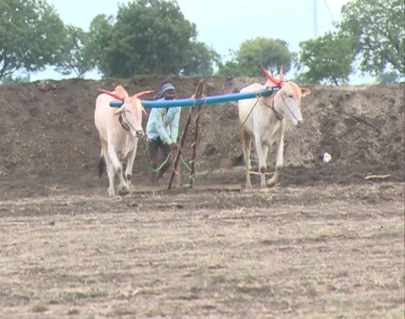 Vijayapura young farmer has sown 21 acres of land in just 12 hours sat