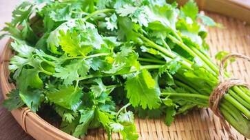health benefits of coriander leaves health benefits of coriander leaves