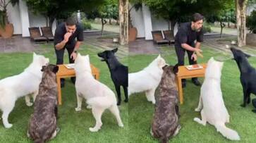 MS Dhoni celebrating his 42nd birthday with his pet dogs, video goes viral MS Dhoni celebrating his 42nd birthday with his pet dogs, video goes viral