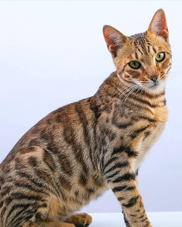 Top Cat Breeds - Bengal Cat, Savannah, Ragddoll + 7 More! – OutdoorBengal