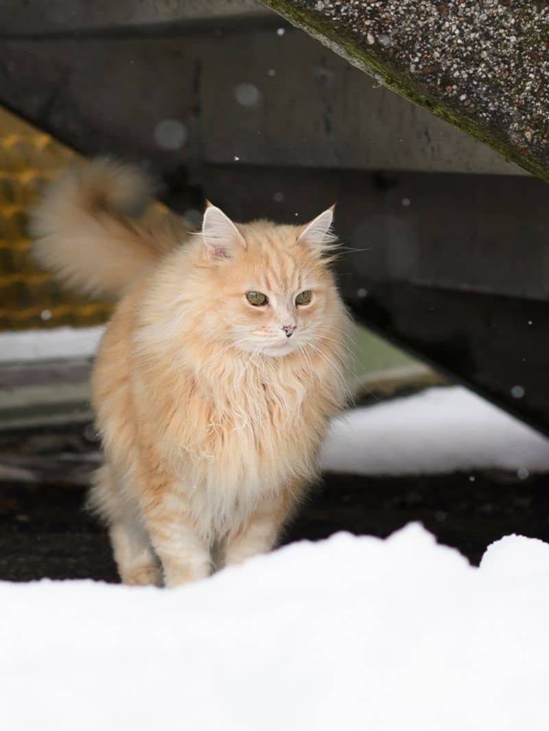 snow ashera cat
