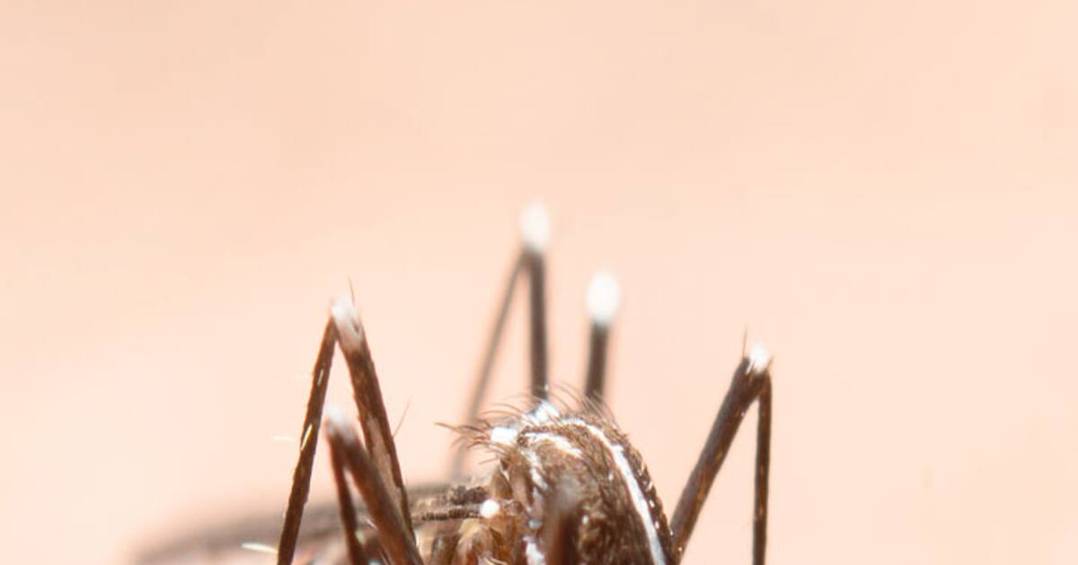 டெங்கு காய்ச்சல்; பப்பாளி இலைகளை ஒருபோதும் சாப்பிடாதீங்க! காரணம் இதோ..!!