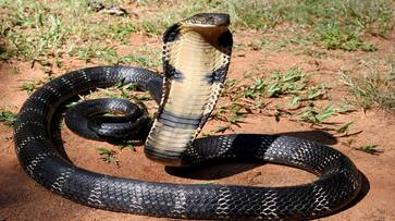 22 Year Old Women Dies Due to Snake Bite in Kalaburagi grg 22 Year Old Women Dies Due to Snake Bite in Kalaburagi grg