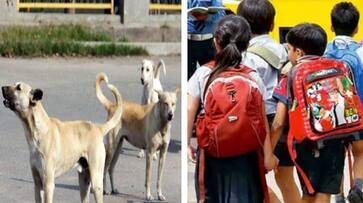 Kozhikode Koothali Panchayat Schools went on leave after increased stray dog attacks Kozhikode Koothali Panchayat Schools went on leave after increased stray dog attacks