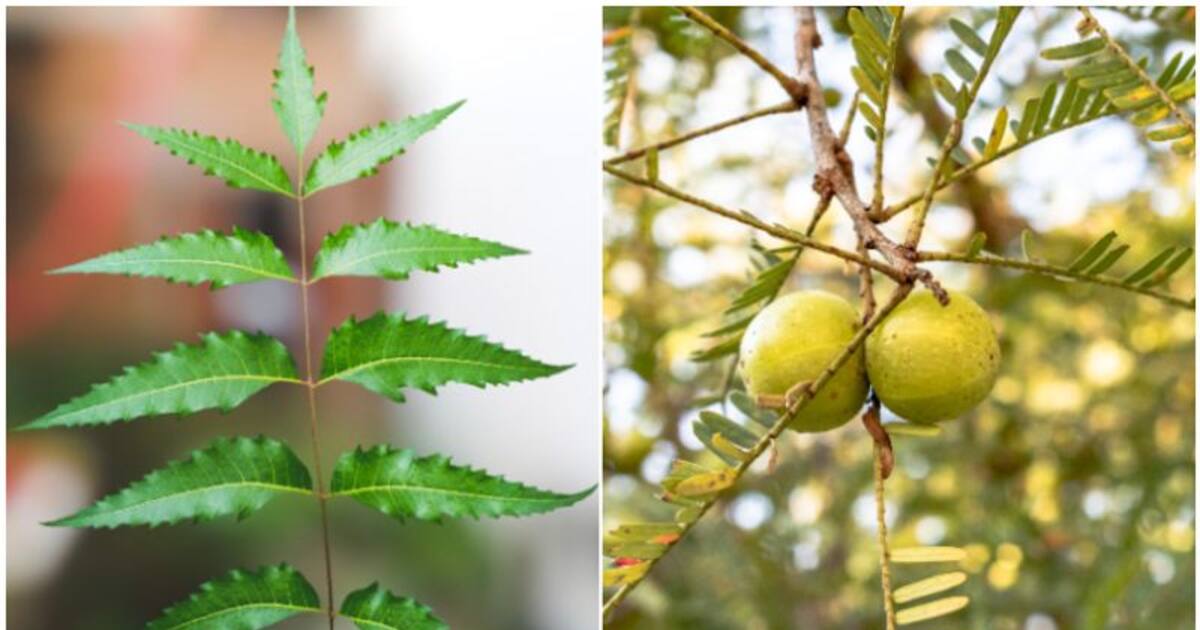 Neem to Amla: 7 most effective Indian medicinal plants