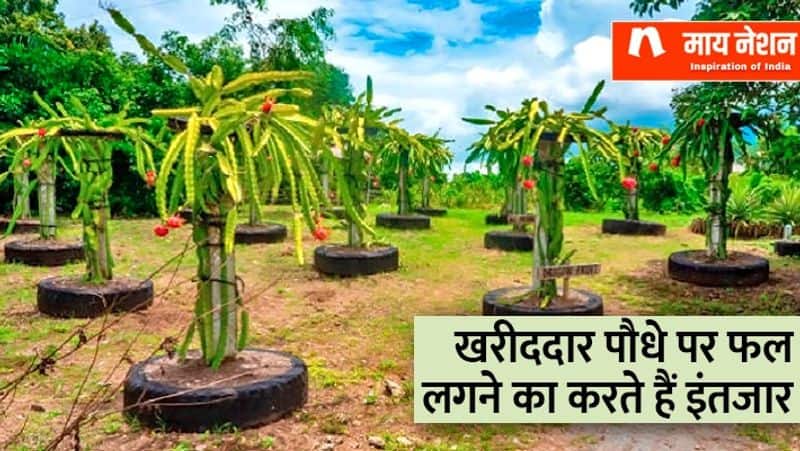 success story of Ramji Dubey who became famous by dragon fruit farming zrua