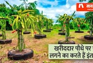 success story of Ramji Dubey who became famous by dragon fruit farming zrua