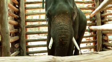 wild tusker PT 7 which made huge menace in palakkad and later captured lost eye sight due to Cataract etj wild tusker PT 7 which made huge menace in palakkad and later captured lost eye sight due to Cataract etj