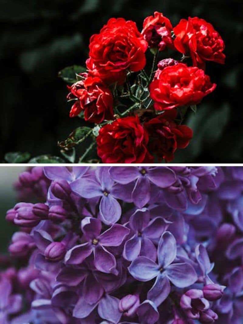 Roses to Lilac 7 best smelling flowers for your garden