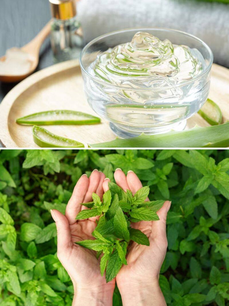 Herbs for healing: 6 medicinal plants you can grow in your backyard