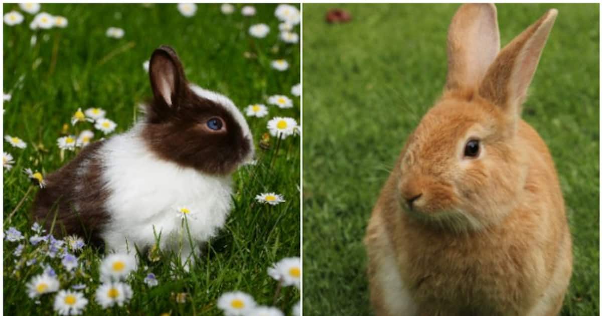 7 essential care tips for pet Rabbits A guide to keeping your furry